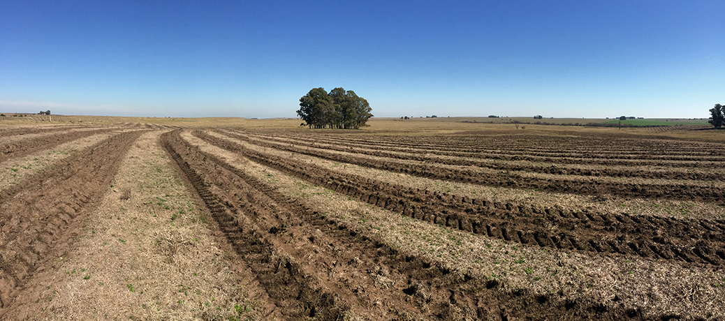 Programa fomento forestal a pequeña escala. Programa fomento forestal a pequeña escala.